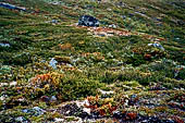 Parco Jotunheimen, Norvegia. La bassa vegetazione sub alpina.